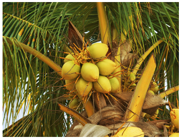home coconut tree